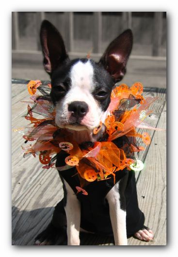 Miley the Boston Terrier Puppy