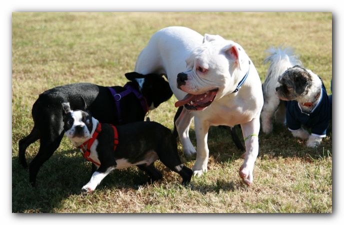 Maggie, Toby, Pete and Max