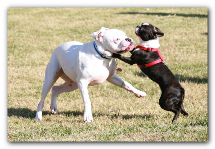 Pete and Bosco