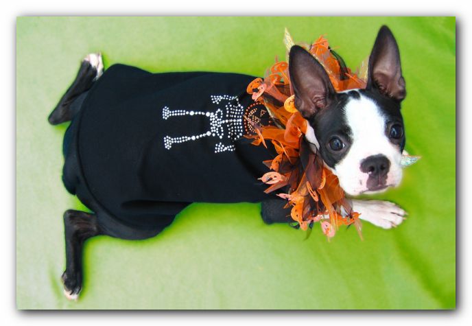 Miley the Boston Terrier Puppy