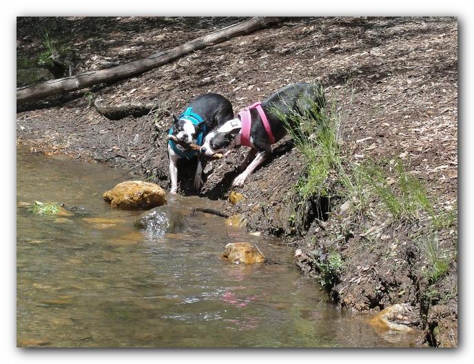 Dog Friendly Cabins and Trails in Helen, Georgia