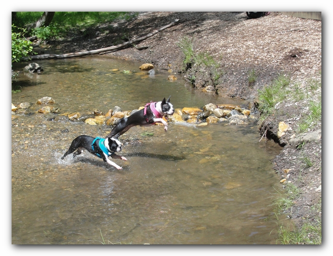 Dog Friendly Cabins and Trails in Helen, Georgia