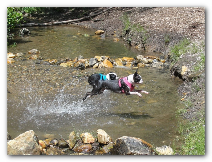 Dog Friendly Cabins and Trails in Helen, Georgia
