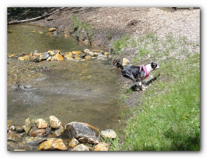 Dog Friendly Cabins and Trails in Helen, Georgia