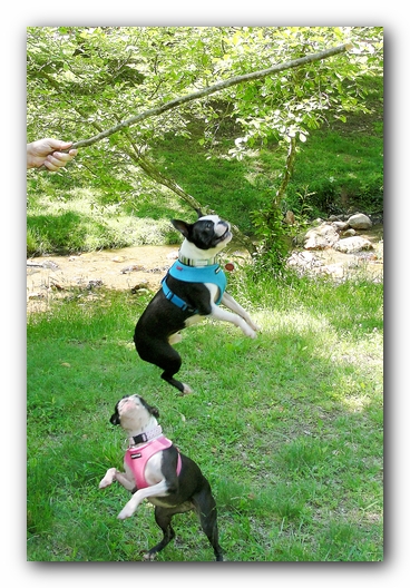 Dog Friendly Cabins and Trails in Helen, Georgia