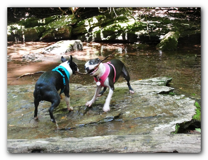 Dog Friendly Cabins and Trails in Helen, Georgia