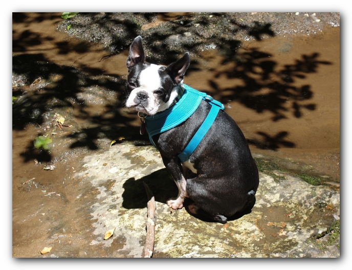 Dog Friendly Cabins and Trails in Helen, Georgia