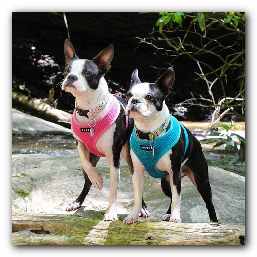 Dog Friendly Cabins and Trails in Helen, Georgia