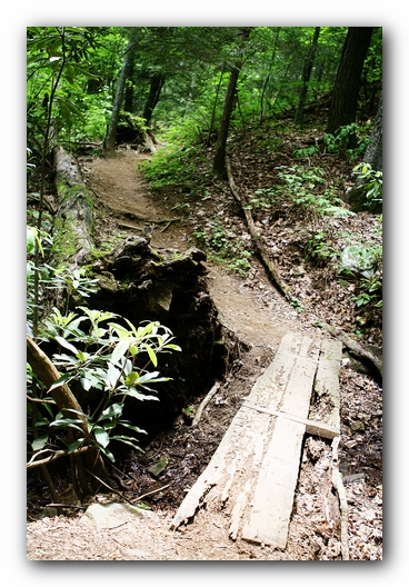 Dog Friendly Cabins and Trails in Helen, Georgia