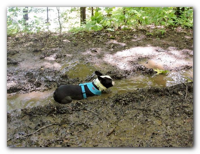 Dog Friendly Cabins and Trails in Helen, Georgia