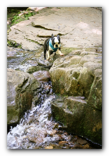 Dog Friendly Cabins and Trails in Helen, Georgia