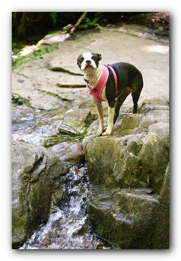 Dog Friendly Cabins and Trails in Helen, Georgia