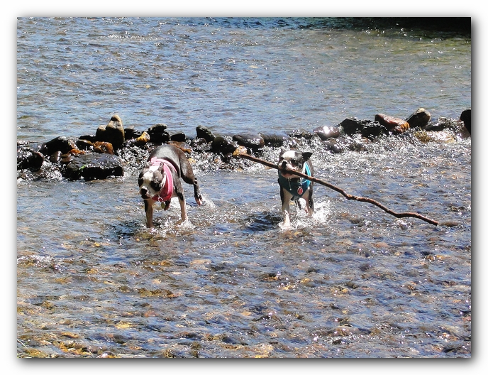 Dog Friendly Cabins and Trails in Helen, Georgia