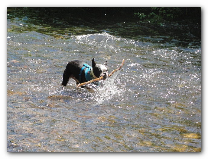 Dog Friendly Cabins and Trails in Helen, Georgia