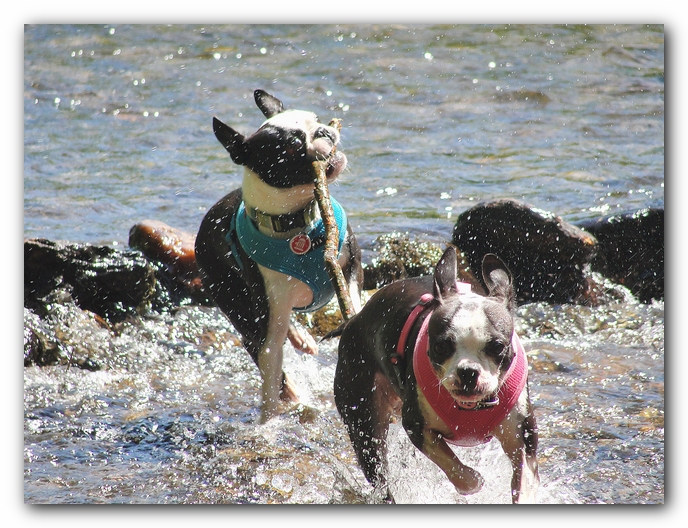 Dog Friendly Cabins and Trails in Helen, Georgia