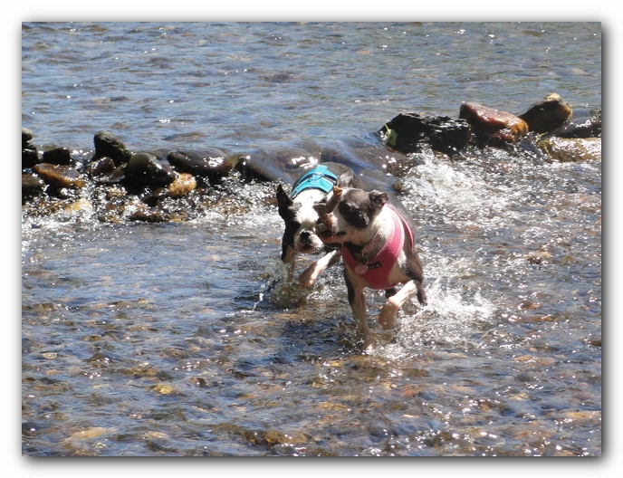 Dog Friendly Cabins and Trails in Helen, Georgia