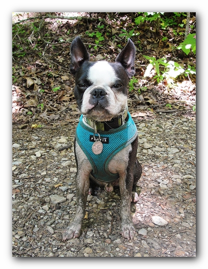 Dog Friendly Cabins and Trails in Helen, Georgia