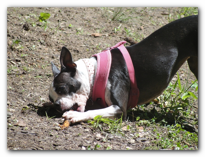 Dog Friendly Cabins and Trails in Helen, Georgia