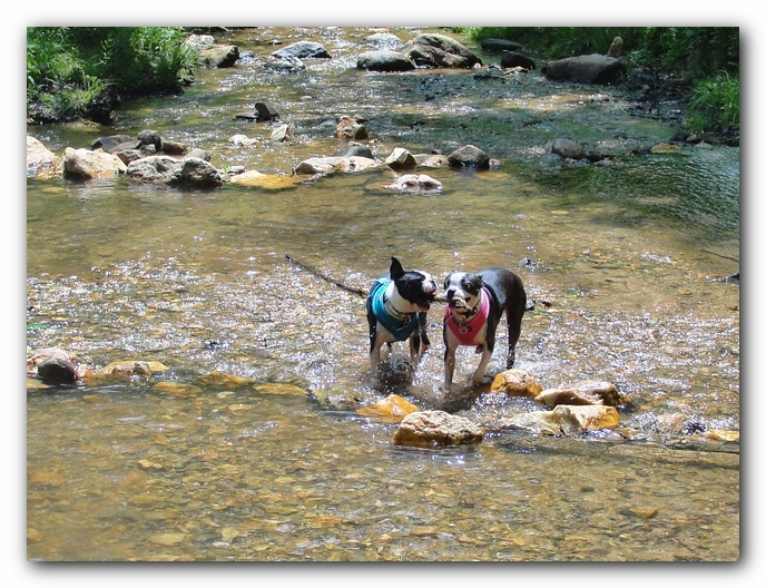 Dog Friendly Cabins and Trails in Helen, Georgia
