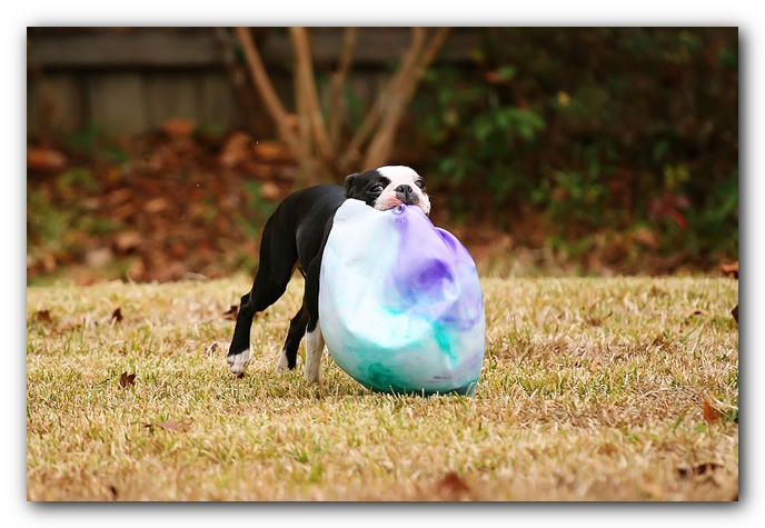 Miley and Howie - Boston Terrier Puppies