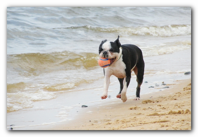 Miley and Howie at Bay Bluffs Park | Off Leash Dog Beach - Pensacola, Florida