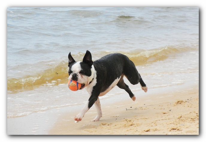 Miley and Howie at Bay Bluffs Park | Off Leash Dog Beach - Pensacola, Florida