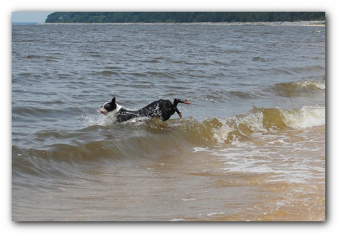 Miley and Howie at Bay Bluffs Park | Off Leash Dog Beach - Pensacola, Florida