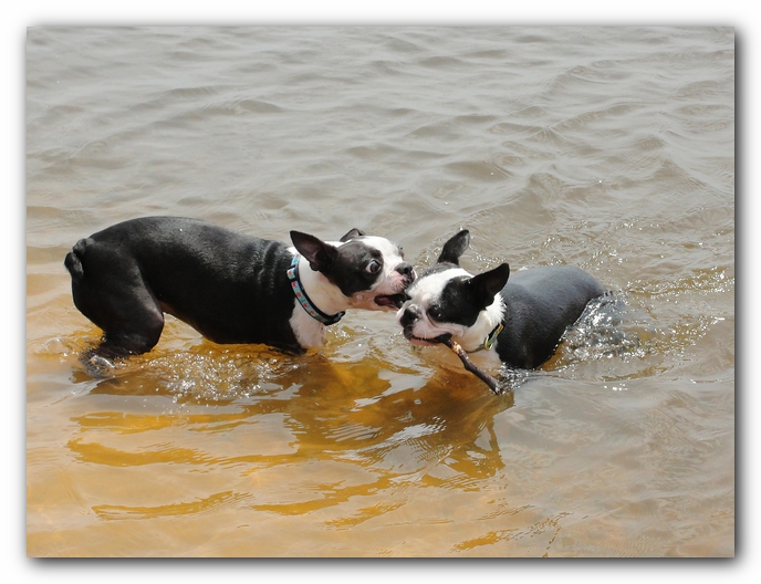 Miley and Howie at Bay Bluffs Park | Off Leash Dog Beach - Pensacola, Florida
