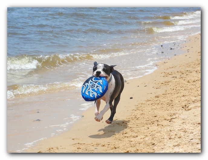 Miley and Howie at Bay Bluffs Park | Off Leash Dog Beach - Pensacola, Florida