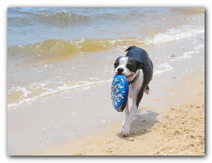Miley and Howie at Bay Bluffs Park | Off Leash Dog Beach - Pensacola, Florida