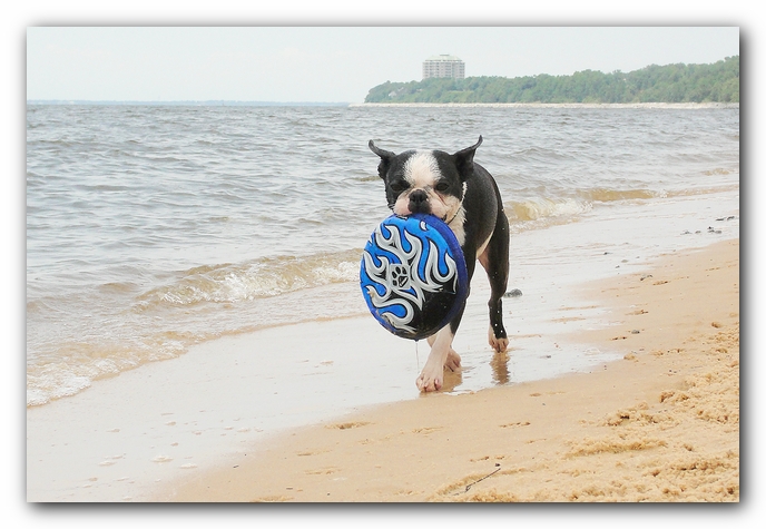 Miley and Howie at Bay Bluffs Park | Off Leash Dog Beach - Pensacola, Florida
