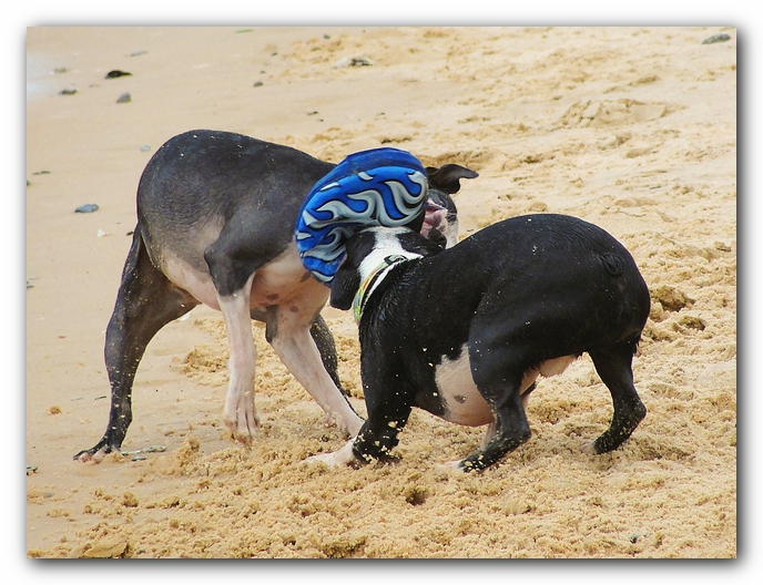 Miley and Howie at Bay Bluffs Park | Off Leash Dog Beach - Pensacola, Florida
