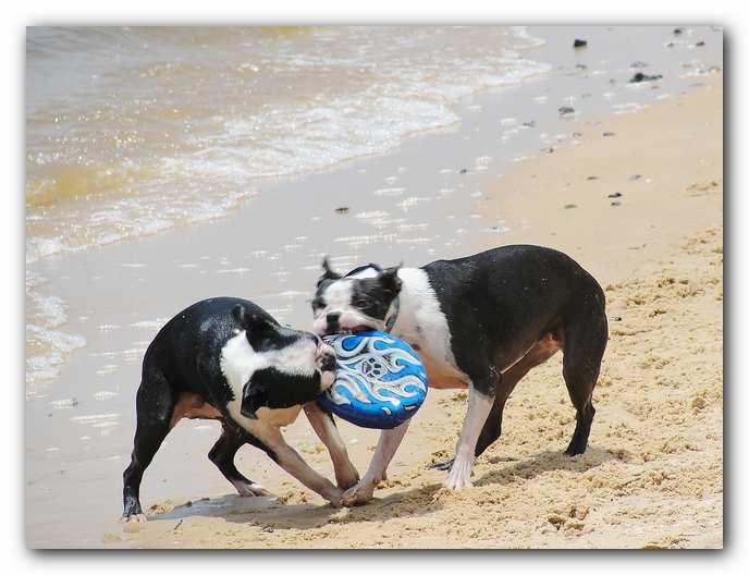 Miley and Howie at Bay Bluffs Park | Off Leash Dog Beach - Pensacola, Florida