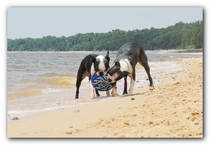 Miley and Howie at Bay Bluffs Park | Off Leash Dog Beach - Pensacola, Florida