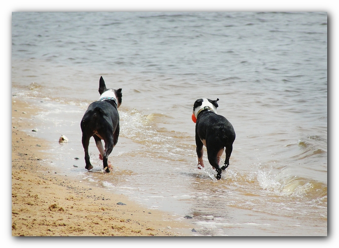 Miley and Howie at Bay Bluffs Park | Off Leash Dog Beach - Pensacola, Florida