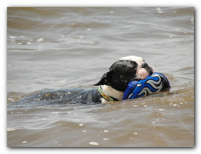 Miley and Howie at Bay Bluffs Park | Off Leash Dog Beach - Pensacola, Florida
