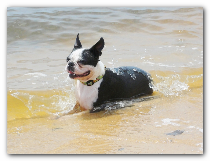 Miley and Howie at Bay Bluffs Park | Off Leash Dog Beach - Pensacola, Florida