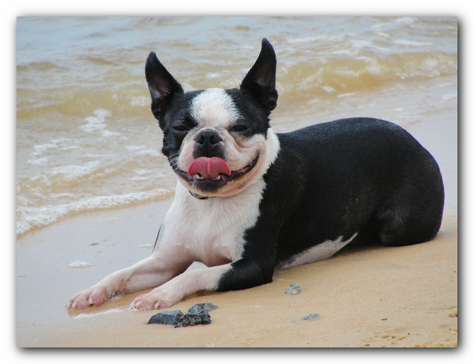 Miley and Howie at Bay Bluffs Park | Off Leash Dog Beach - Pensacola, Florida