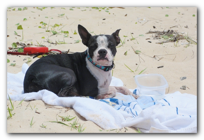 Miley and Howie at Bay Bluffs Park | Off Leash Dog Beach - Pensacola, Florida