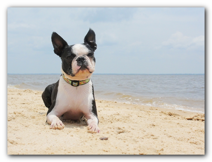 Miley and Howie at Bay Bluffs Park | Off Leash Dog Beach - Pensacola, Florida