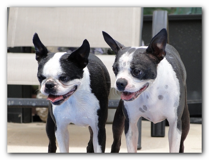 Miley and Howie at Bay Bluffs Park | Off Leash Dog Beach - Pensacola, Florida