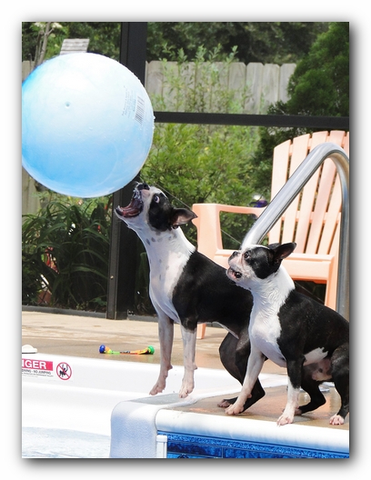 Miley and Howie at Bay Bluffs Park | Off Leash Dog Beach - Pensacola, Florida