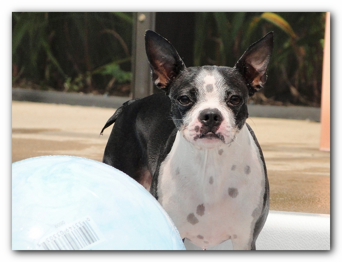 Miley and Howie at Bay Bluffs Park | Off Leash Dog Beach - Pensacola, Florida