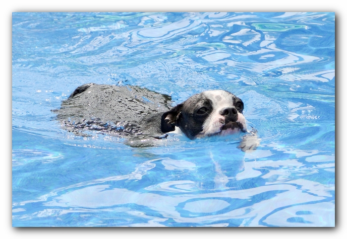 Miley and Howie at Bay Bluffs Park | Off Leash Dog Beach - Pensacola, Florida