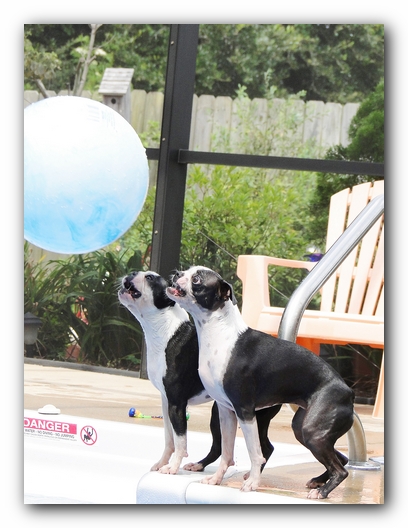 Miley and Howie at Bay Bluffs Park | Off Leash Dog Beach - Pensacola, Florida