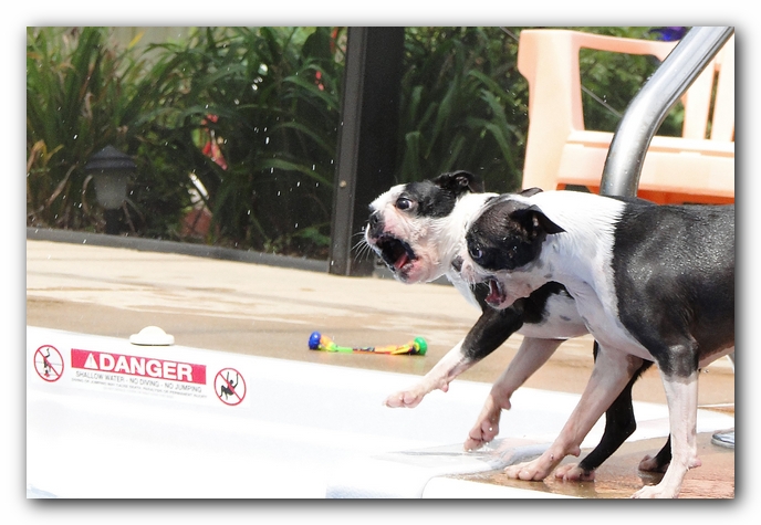 Miley and Howie at Bay Bluffs Park | Off Leash Dog Beach - Pensacola, Florida