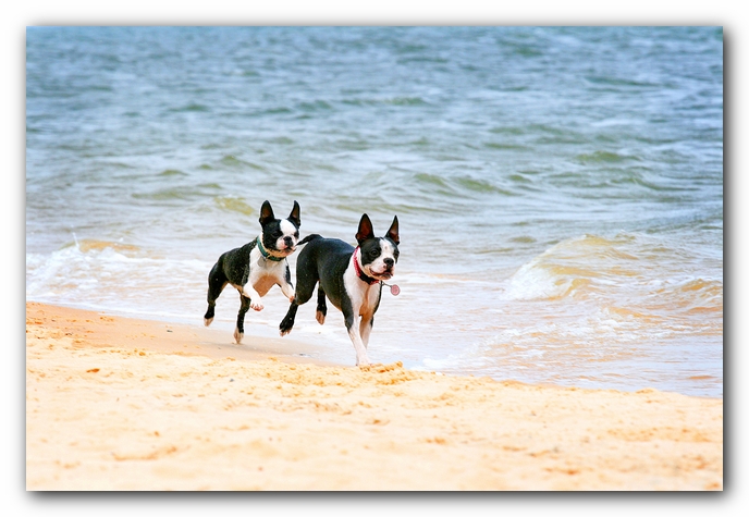 Offleash Dog Beach, Pensacola Florida