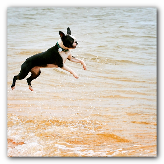 Offleash Dog Beach, Pensacola Florida