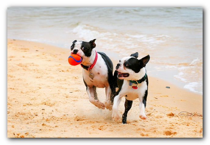 Offleash Dog Beach, Pensacola Florida