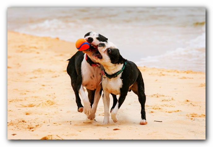 Offleash Dog Beach, Pensacola Florida
